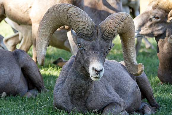Big Horn Sheep-0086