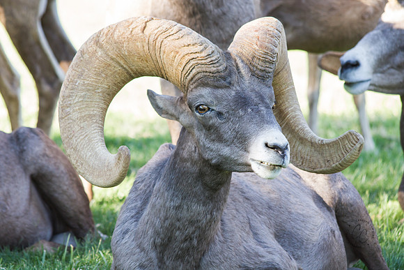 Big Horn Sheep-0092