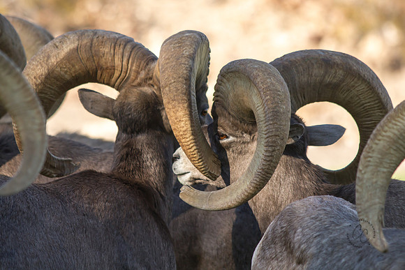 Big Horn Sheep-0097