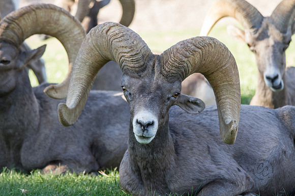 Big Horn Sheep-0103