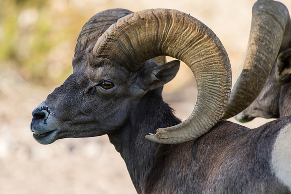 Big Horn Sheep-0105