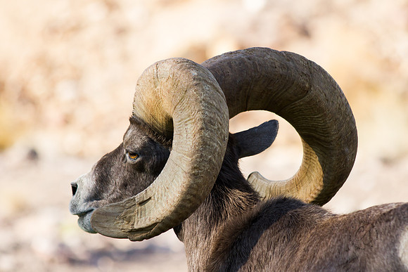 Big Horn Sheep-0106