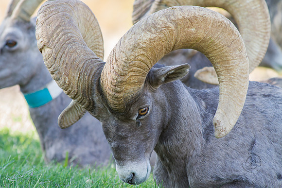 Big Horn Sheep-0109