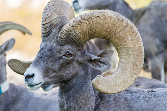 Big Horn Sheep-0114