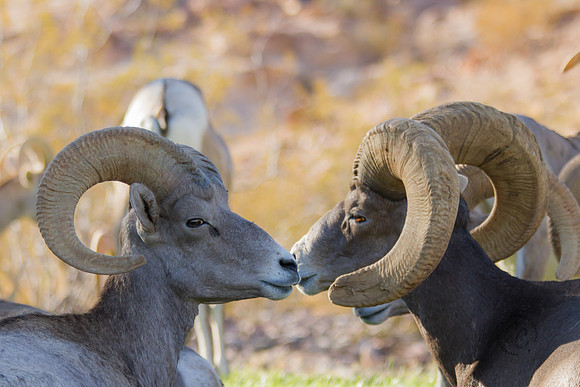 Big Horn Sheep-0121