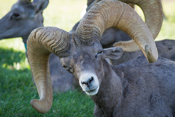 Big Horn Sheep-0124