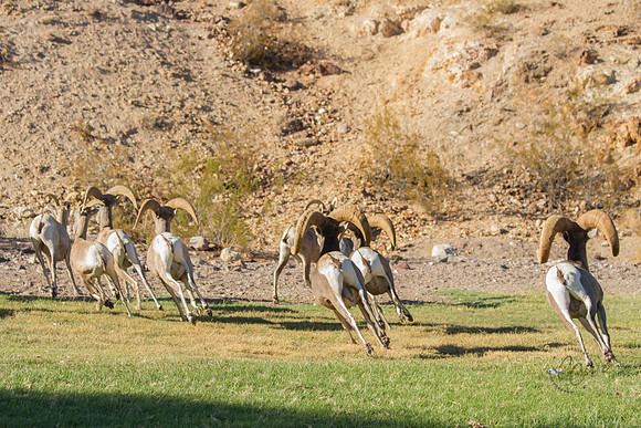 Big Horn Sheep-0127