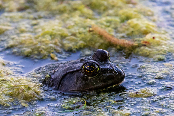 Bullfrog  May 2025-8033