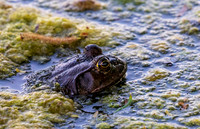 Bullfrog May 2025-8022