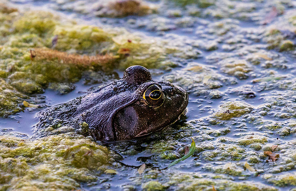 Bullfrog May 2025-8022