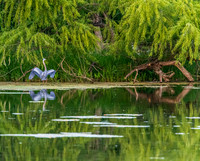 Kansas - Only had a brief stop in Kansas for a night and a pretty campground, by a little lake, with lots of fun wildlife!