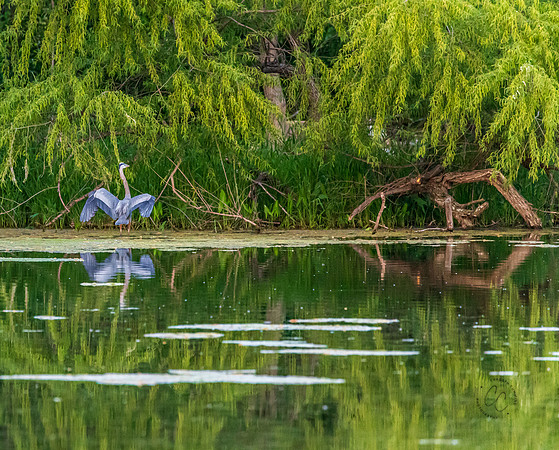 Great Blue Heron May 2025-8037
