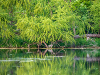 Great Blue Heron May 2025-8083