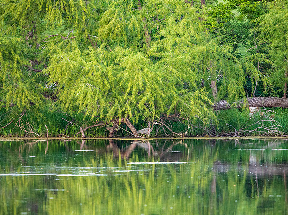 Great Blue Heron May 2025-8083