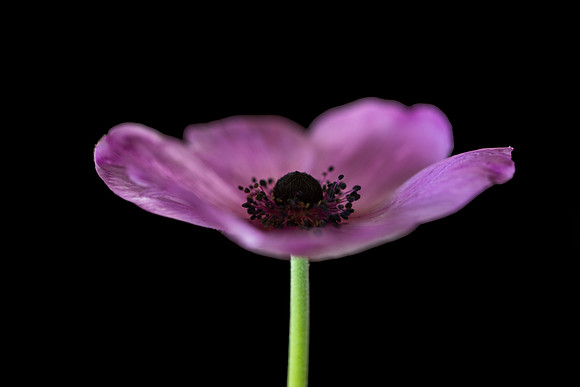Beauty of a simple flower June 2026-0772