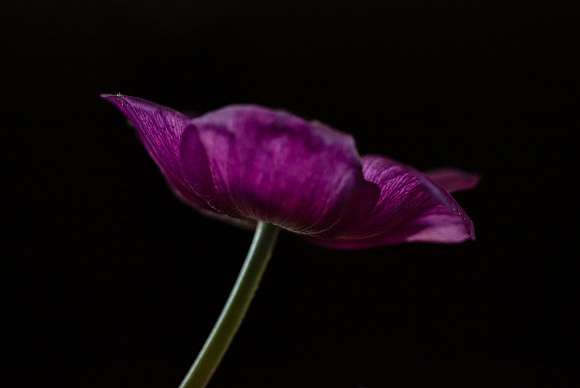 Beauty of a simple flower June 2026-0776