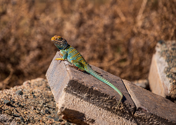 Common Collared Lizard June 2026-1034