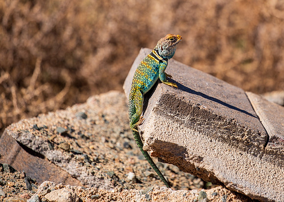 Common Collared Lizard June 2026-0977