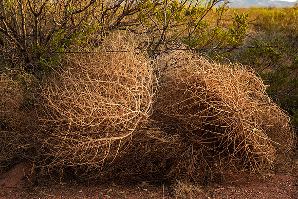 Texas Sagebrush July 2026-8889