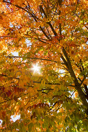 Fall Colors 2015-9427