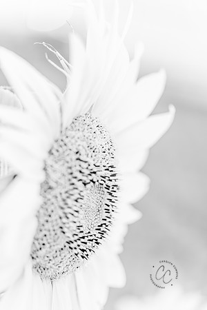 Megan's Sunflowers 2026-1885