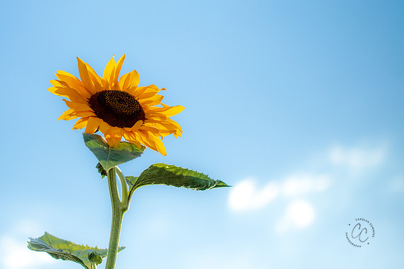Megan's sunflowers 2026-1883