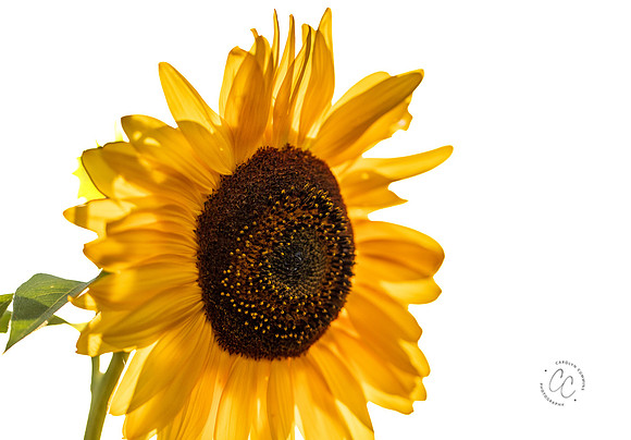 Megan's Sunflowers 2026-1884