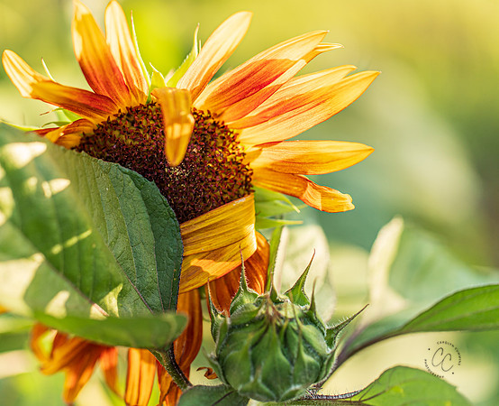 Megan's Sunflowers 2026-1903