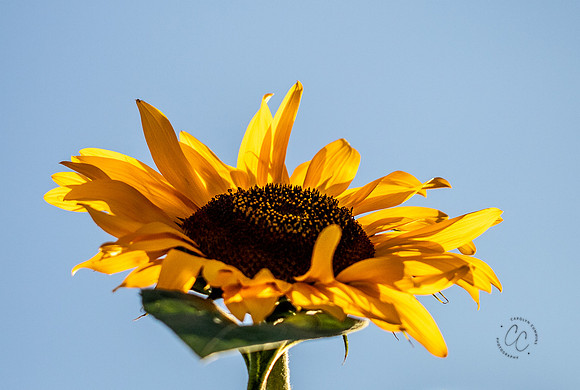 Megan's Sunflowers 2026-1911
