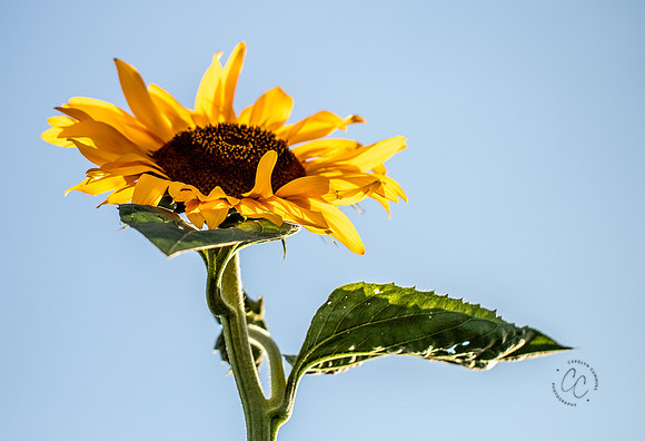 Megan's Sunflowers 2026-1912