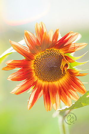 Megan's Sunflowers 2026-1920