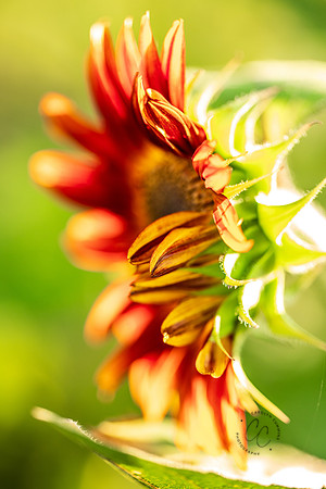 Megan's Sunflowers 2026-1914