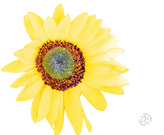 Megan's Sunflowers 2026-1922