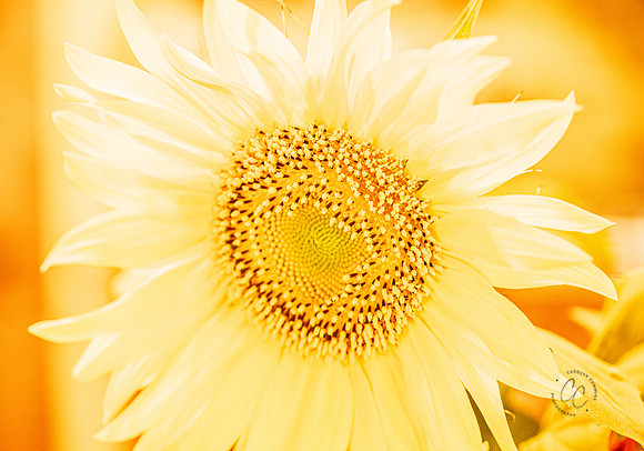 Megan's Sunflowers 2026-1930