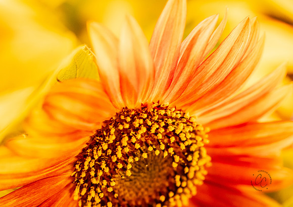 Megan's Sunflowers 2026-1935