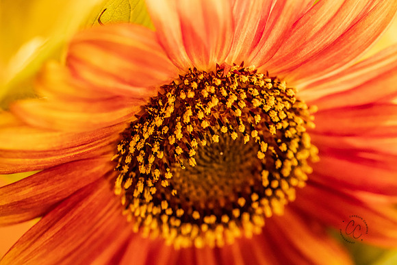 Megan's Sunflowers 2026-1934