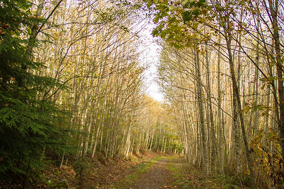 Galbraith Trail Oct 2015-9694