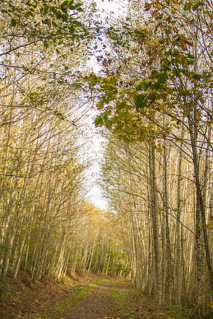 Galbraith Trail Oct 2015-9693