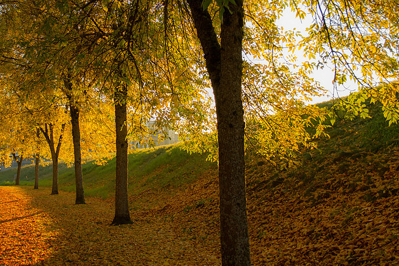 Barkley Trees-8272