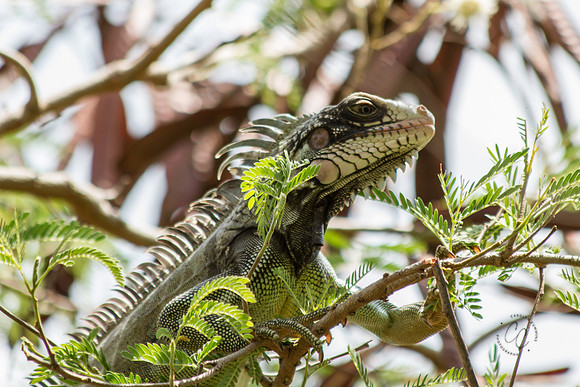 St. John Iguana-5205