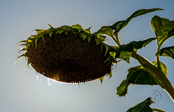 Maui Sunflower March 2023-0908