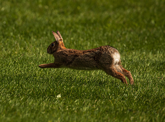 Bunnies June 2022-0914