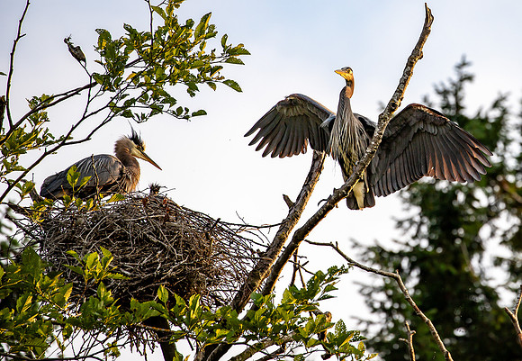 Heron feeding at the Rookery June 2023-1998