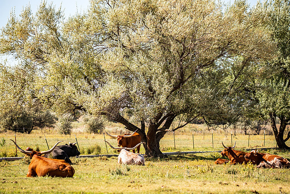Longhorns in Nevada Sept 2026-3081