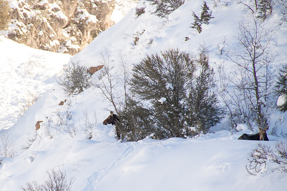 Utah Moose Dec 2015-9907