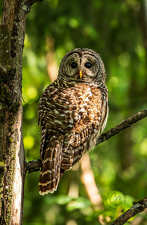 Owl in my backyard June 2023-1506