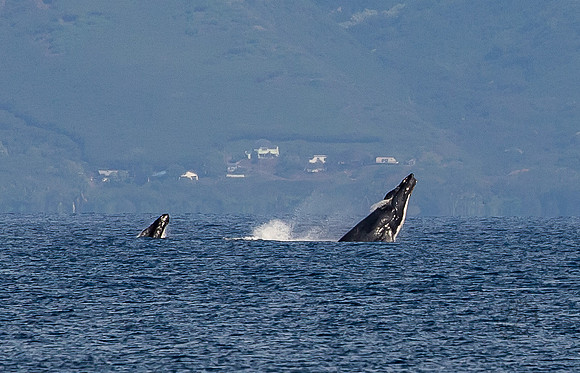 Maui Humpback Whales March 2023-0987