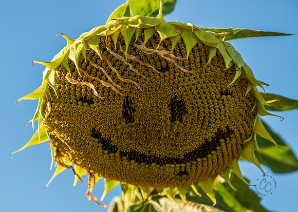 Maui Sunflower March 2023-0933