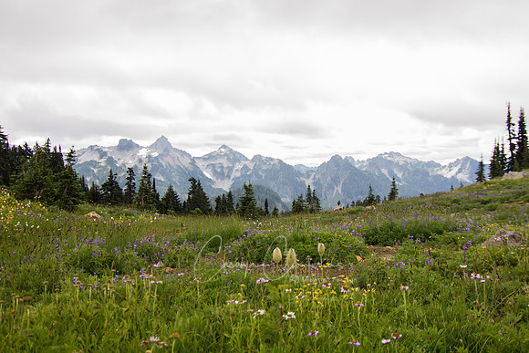 Mt. Rainier-7394