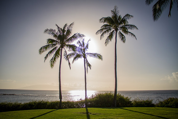 Maui 2014-9932